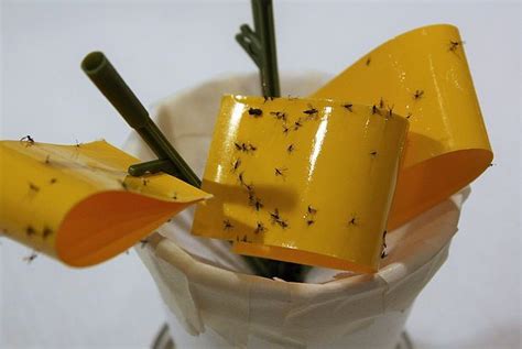 Got plant gnats? There's hope read more here: http://www.quaintrevival ...