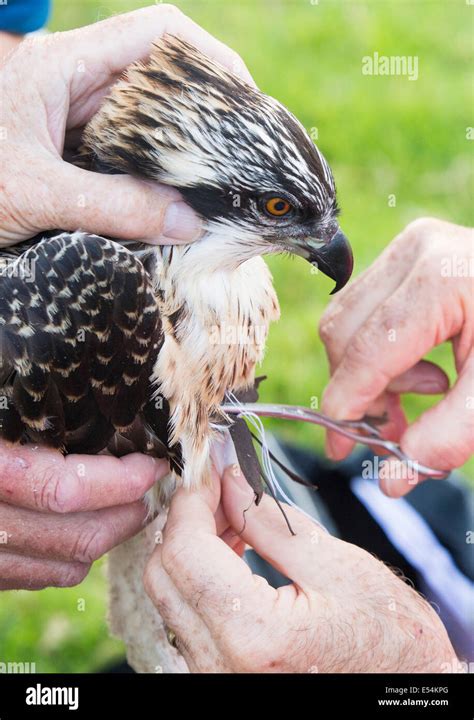 Young Ospreys that nest on Bassenthwaite in the Lake District being ...