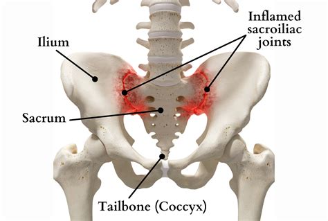 Sacral Vertebrae Diagram