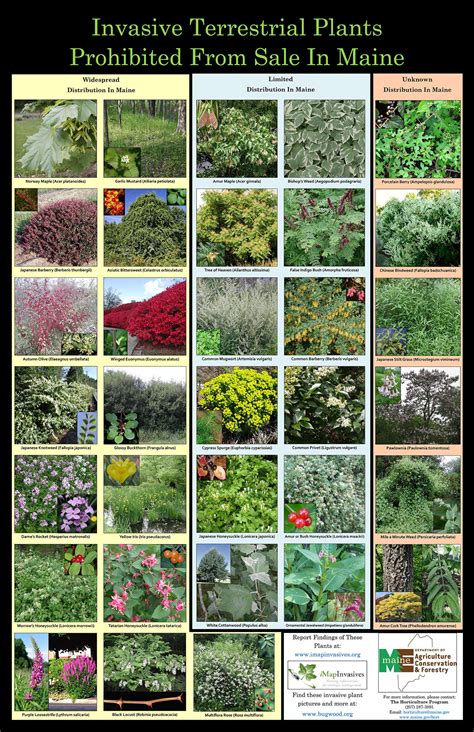 Invasive Plant Species List