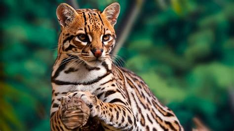 Biodiversidad en México. Qué es, por qué es importante cuidarla y tipos ...