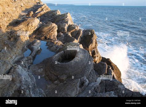 The Fossil Forest, Lulworth Cove, Dorset. The ring shapes are the ...