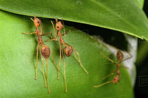 Weaver ants (Oecophylla smaragdina) building nest by gluing leaves ...