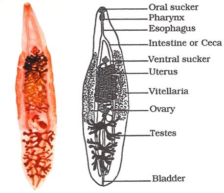 Clonorchis sinensis Flashcards | Quizlet