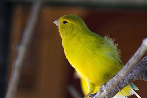 What are the Best Singing Canaries? | Canary | Finches and Canaries ...