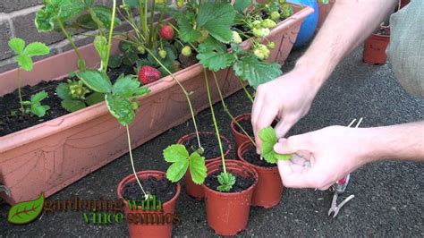 Planting Strawberry Runners, Propagating Strawberries the easy way ...