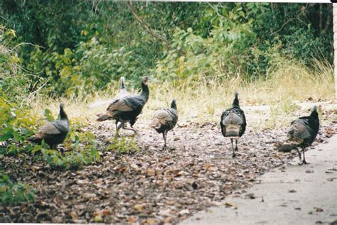 Wild turkeys taken at Aransas Pass Wildlife Refuge | Bird photo ...