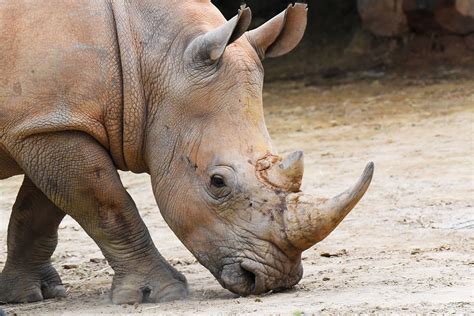 Southern White Rhinoceros | The Maryland Zoo