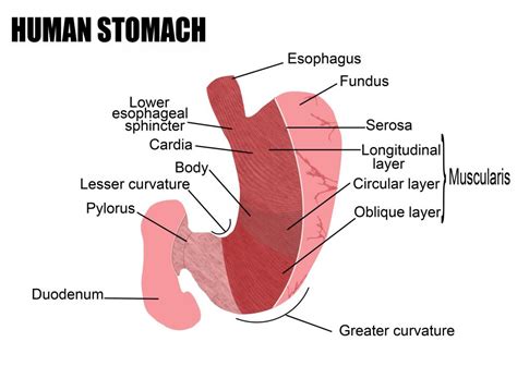 What is the Cardia? (with pictures)