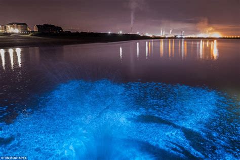 Bioluminescent plankton glowing off the Welsh coast | Daily Mail Online