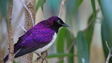 10 Purple Bird Breeds — Incredible Feathered Creatures