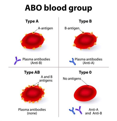 Blood Types: History, Genetics, And Percentages Around The, 54% OFF