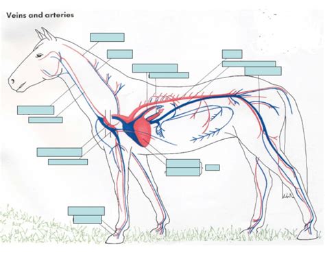 Horse Circulatory System Quiz