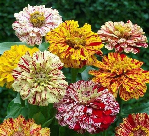 Zinnia Seeds CANDY CANE Variegated Flower 35 Days to Harvest | Etsy