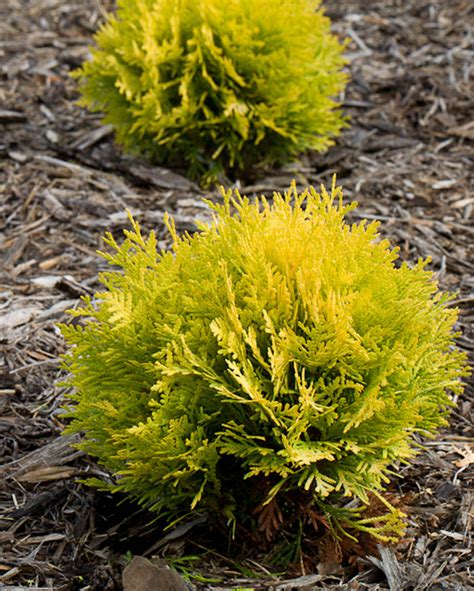 Anna's Magic Ball® - Arborvitae - Thuja occidentalis | Shrubs for ...