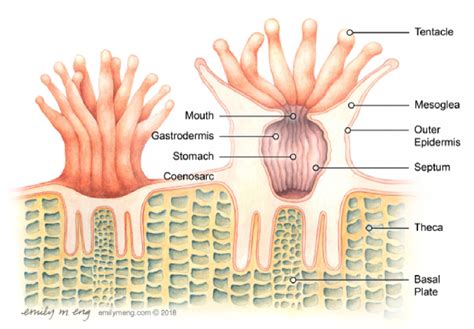 Coral Polyps - Coral Reef Alliance