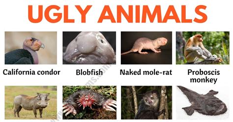 Ugly Animals Names