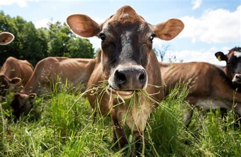 How Cows Digest Grass – and What It Really Means for the Environment ...