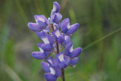 Lupine, Silky – Snake River Seed Cooperative