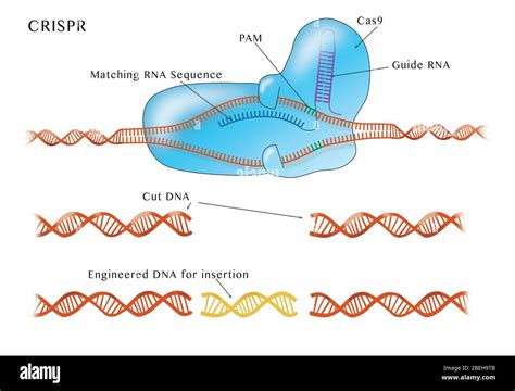 CRISPR, Illustration Stock Photo - Alamy