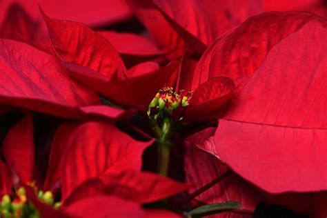 How to Propagate Poinsettia Cuttings (Ultimate Guide) - Gardenisms