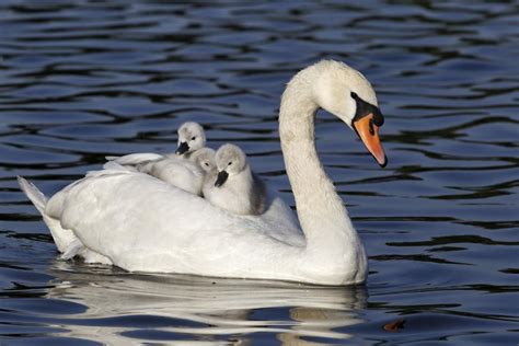 Unbelievably Enchanting Facts About the Mute Swan - Bird Eden Beautiful ...