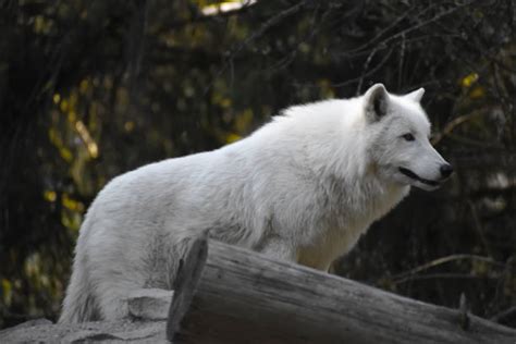 420+ White Wolf In The Zoo Stock Photos, Pictures & Royalty-Free Images ...