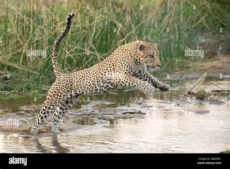 Leopard jumping hi-res stock photography and images - Alamy