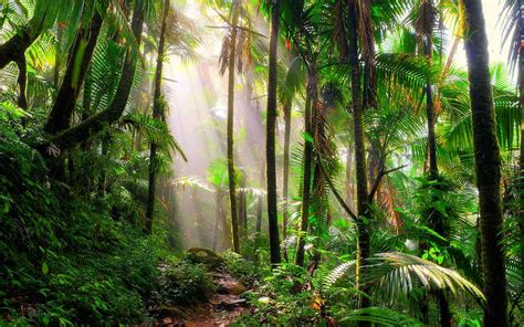 Trees In The Tropical Rainforest