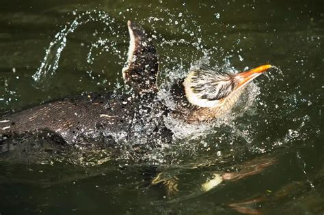 Saving the yellow-eyed penguin – a photo essay | Environment | The ...