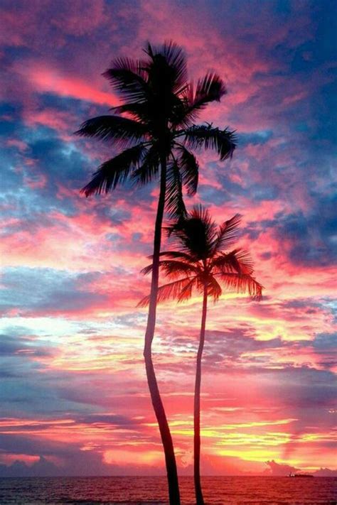 Pink Palm Tree Sunset Wallpaper - pic-potatos