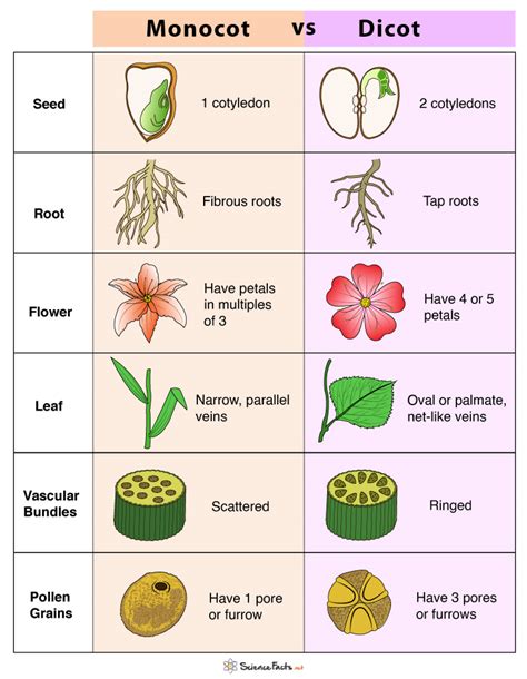 Angiosperm Monocot Examples