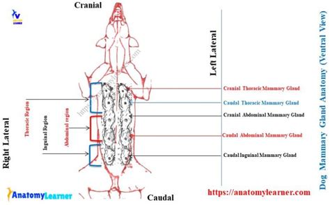 Dog Mammary Gland Anatomy - Numbers, Name, and Location of Canine Mamma ...