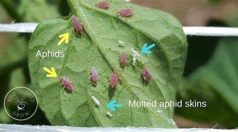 How To Get Rid Of Aphids On Tomatoes - You Should Grow