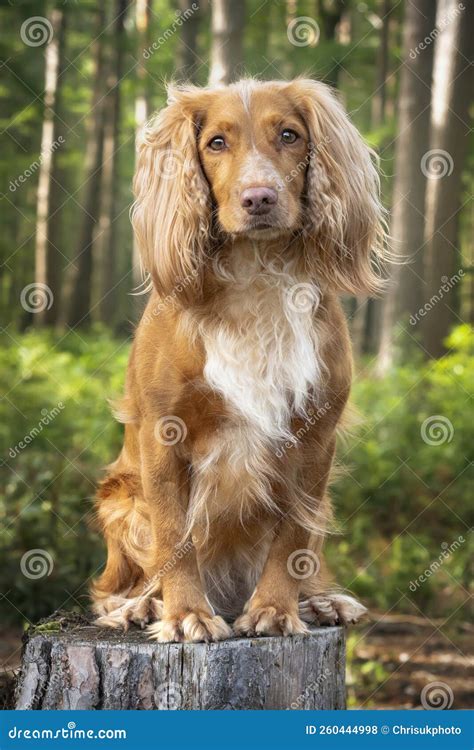 Golden Tan and White Working Cocker Spaniel Portrait Up Close in a ...