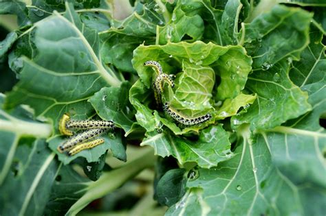 Identifying and Managing Garden Pests: A Comprehensive Guide ...