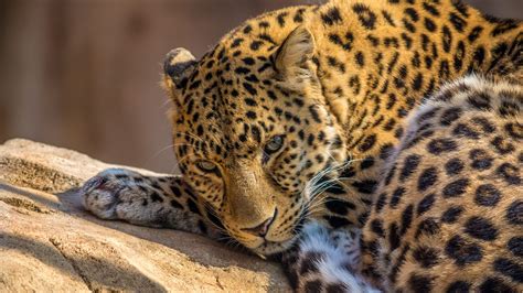 Supermassive Dump (Of Wallpapers in 4K) | Leopard pictures, Leopard ...