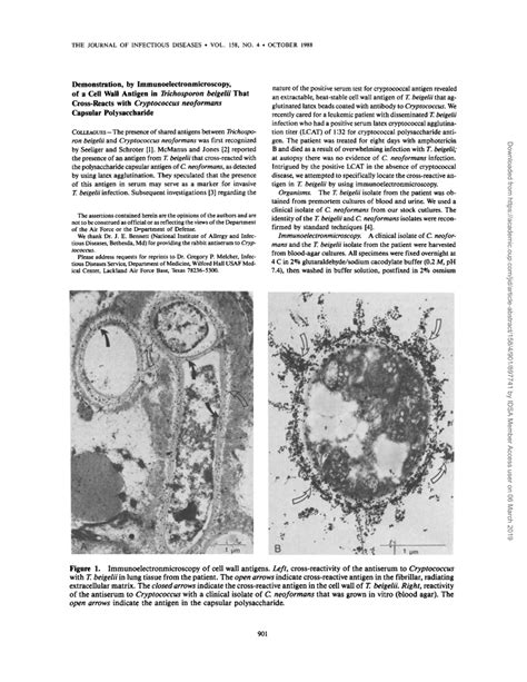 (PDF) Demonstration, by Immunoelectronmicroscopy, of a Cell Wall ...