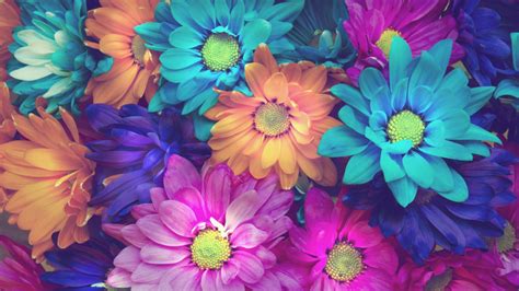 Flowers Colorful Petals, HD Flowers, 4k Wallpapers, Images, Backgrounds ...