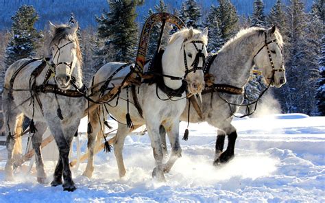 Winter Horse Wallpaper (55+ images)