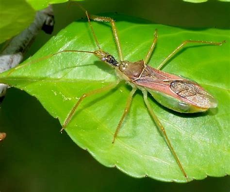 Top 92+ Pictures Picture Of An Assassin Bug Excellent