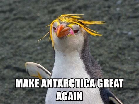 Angry Penguin Meme Discover more interesting Angry, Angry Penguin ...