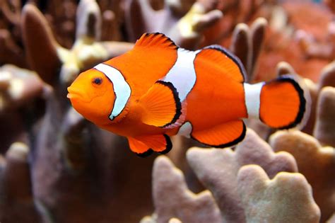 Falscher Clownfisch im Aquarium | Alle Infos und Details