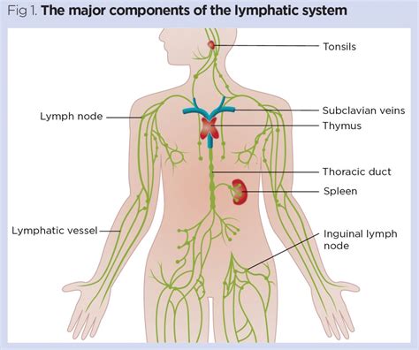 The lymphatic system 1: structure, function and oedema | Nursing Times