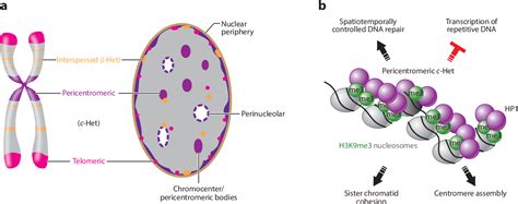 Figure 1 from Heterochromatin: Guardian of the Genome. | Semantic Scholar