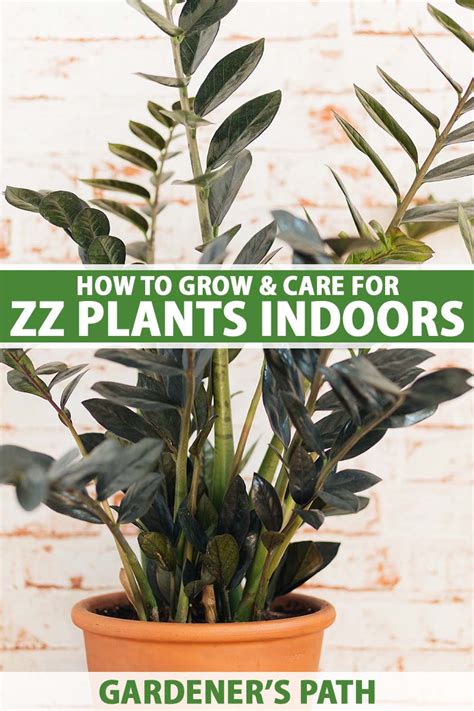 How to Grow and Care for ZZ Plants (Zamioculcas zamiifolia)