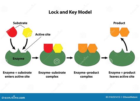 Enzyme. Lock And Key Model. Synthesis. Metabolic Processes Vector ...