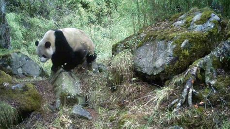 Living With Pandas: What It Means for Locals in Sichuan