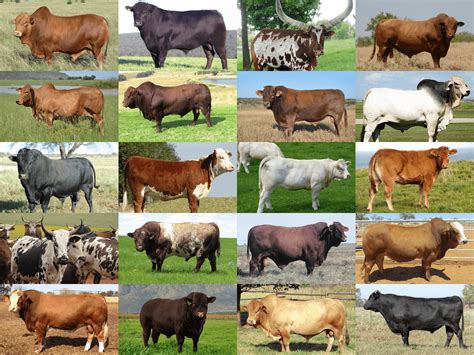 Cattle Feedlot Design In South Africa - Livestock Cattle