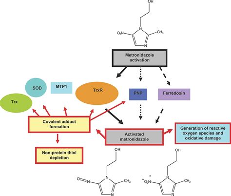 Metronidazole Mechanism Of Action